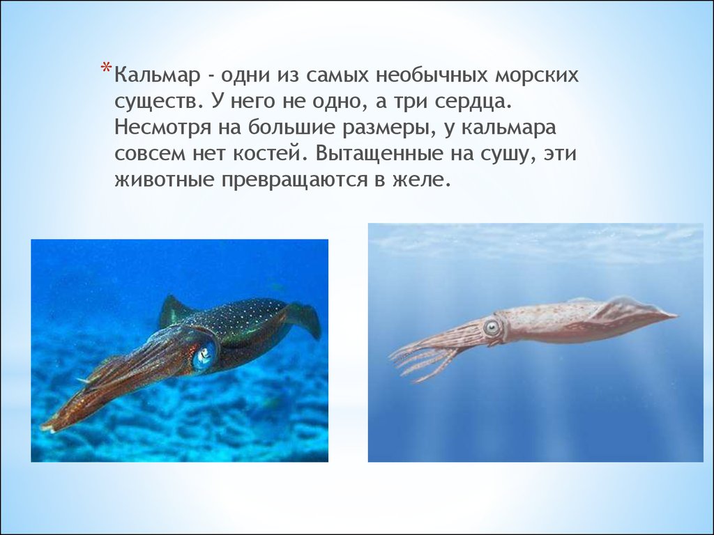 Кальмар: внешний вид, фото, особенности, интересные факты, среда обитания