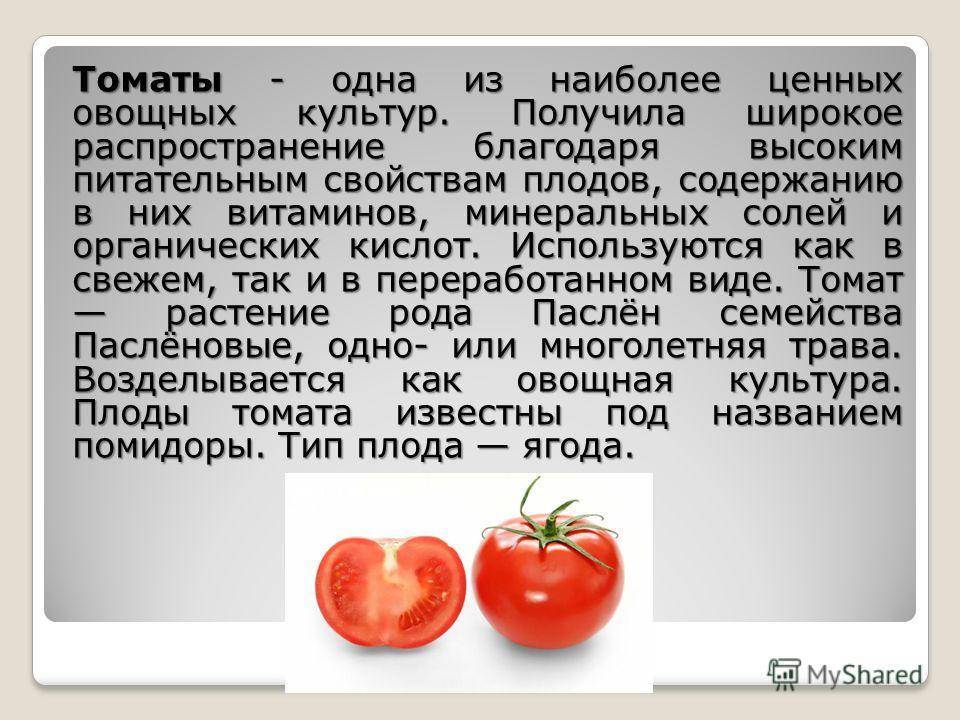 Интересные факты о помидорах