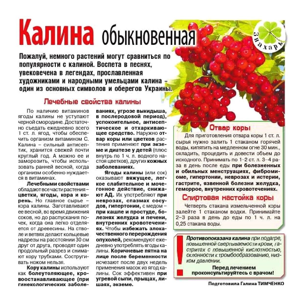 Калина красная полезные свойства и противопоказания для здоровья