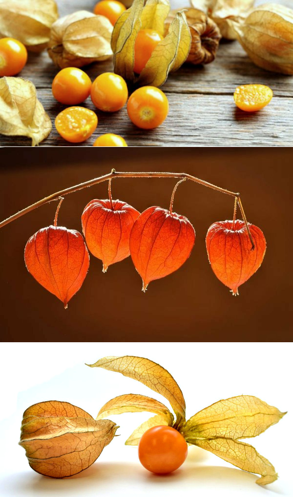 Физалис