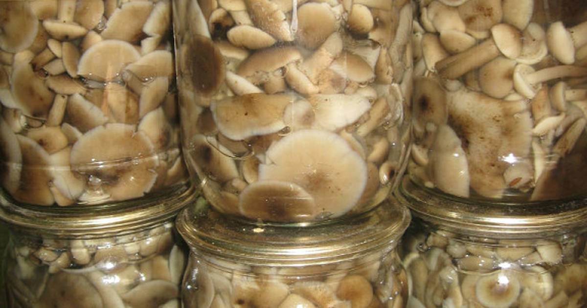 Маринованные опята на зиму: 8 самых вкусных рецептов