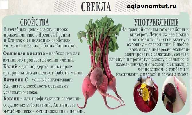 Какая свёкла полезнее для организма человека – варёная или сырая