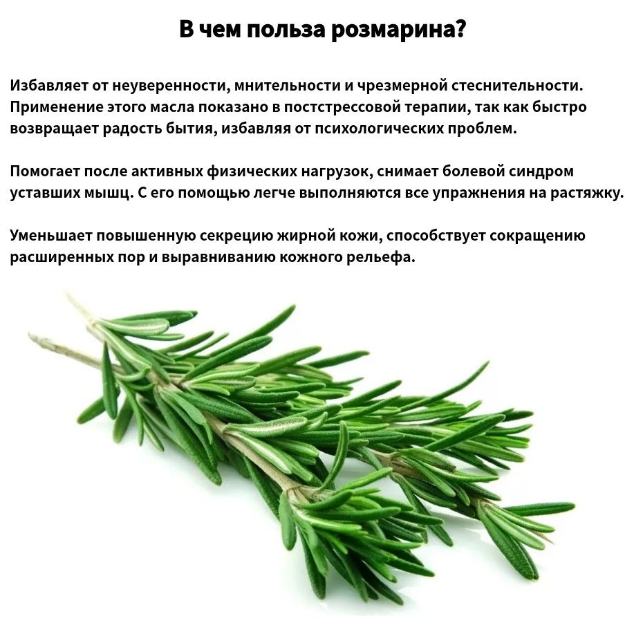 Розмарин: полезные свойства и противопоказания - сила здоровья