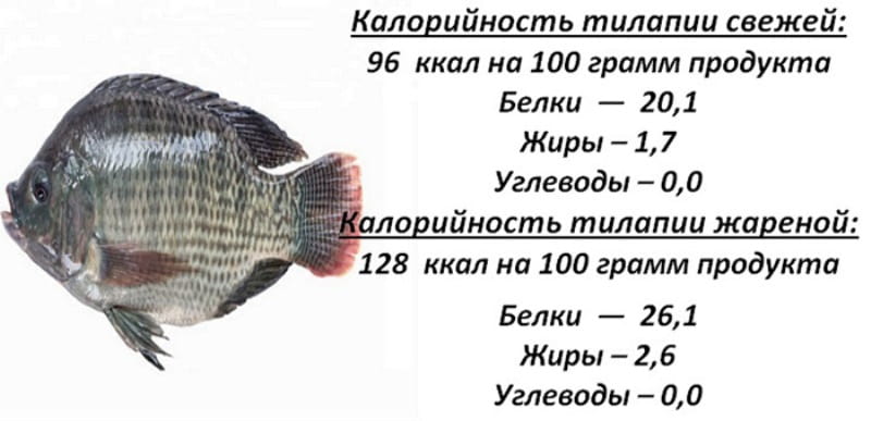 Немного о самой рыбе чем полезна тилипия для похудения женского и мужского организма Какую несет пользу и возможен ли вред от употребления тилапии