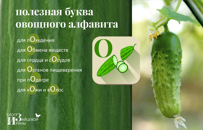 Чем полезны огурцы? почему вам надо их есть? - elgreloo.com