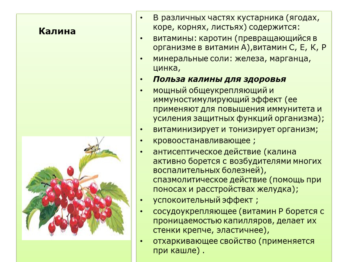 Калина - суперфуд для укрепления иммунитета. чем она полезна и как ее употреблять