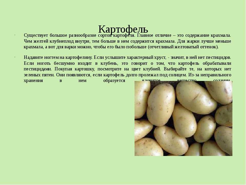 Какой сорт картофеля рассыпчатый и вкусный: разваристый при варке с желтой мякотью, описание сорта красного и белого, фото клубней и отзывы