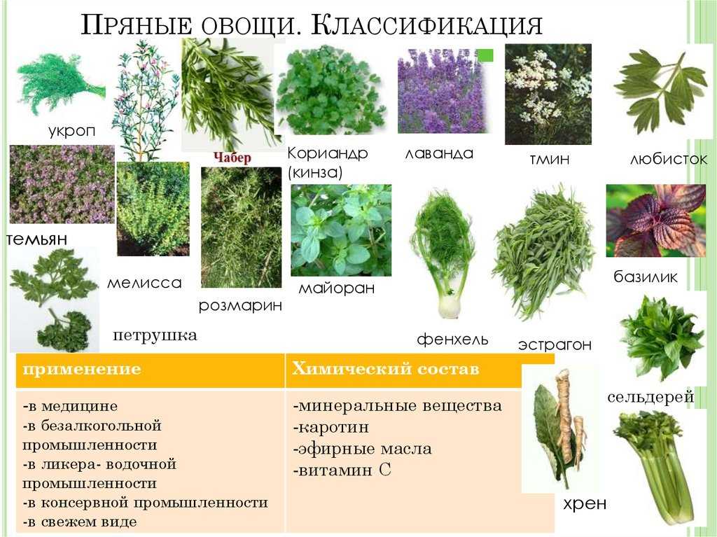 Пряные травы для вашего сада