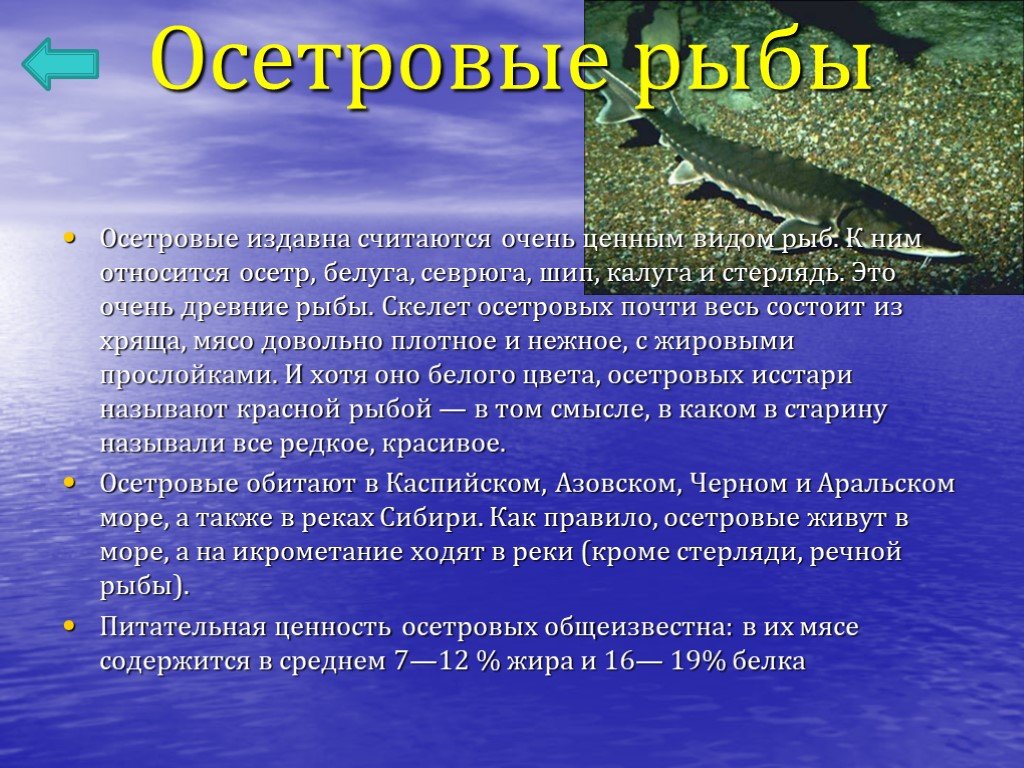 Осетр – полезные свойства и противопоказания царской рыбы