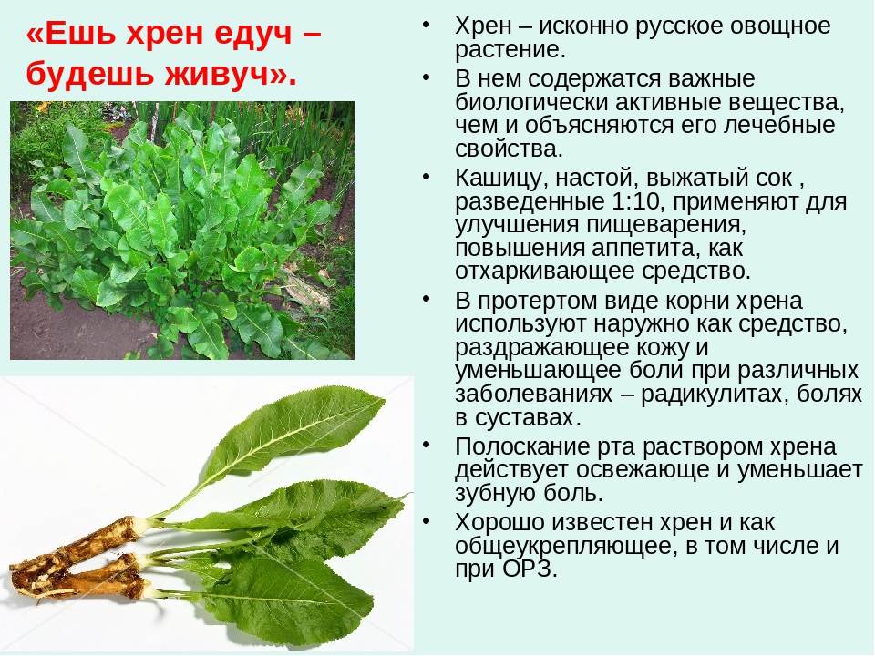 Хрен польза и вред для здоровья человека: кулинарика