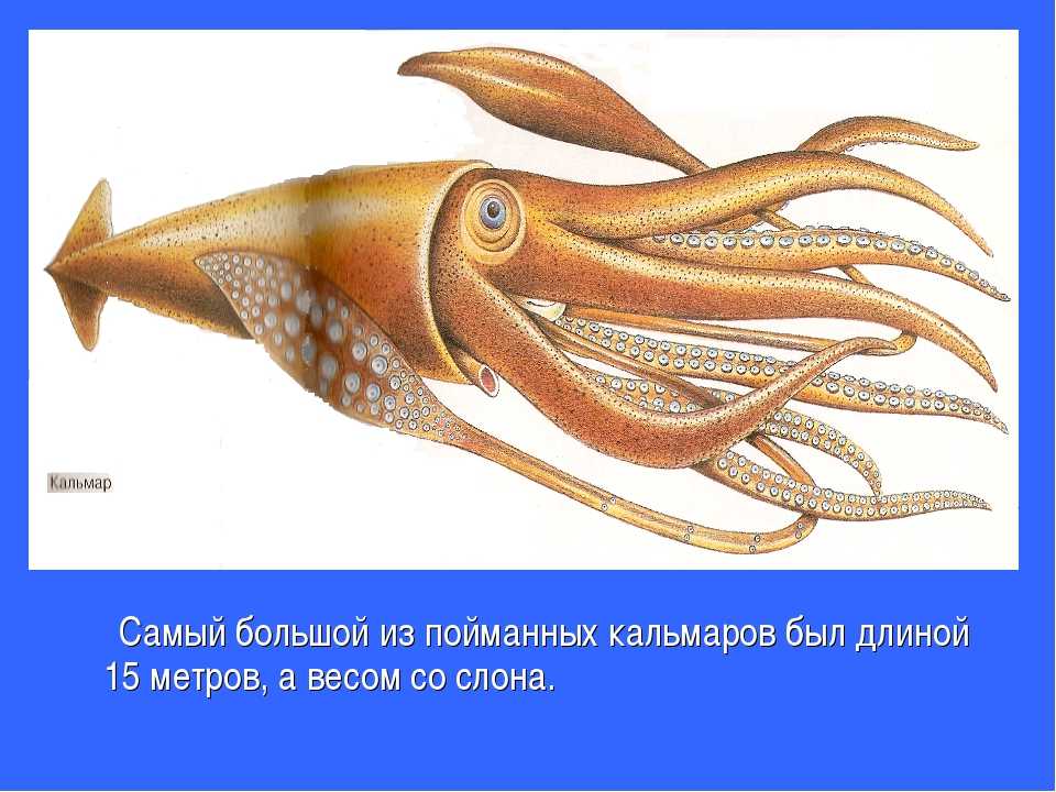 Три сердца, синяя кровь и крючки на руках