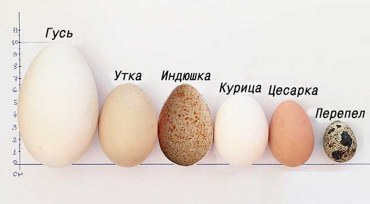 Что означает маркировка на яйцах: с1, с2, с0