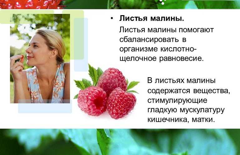 Малина: польза и вред для здоровья человека