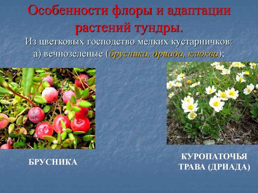 Драконья трава: что это за растение и как его вырастить