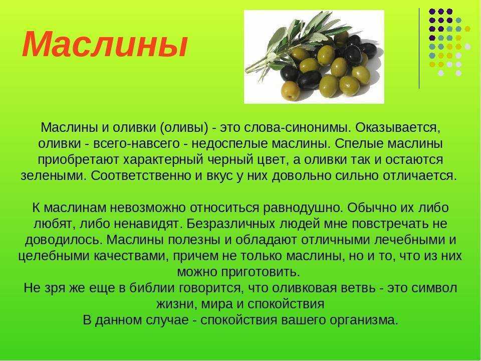 Оливки консервированные: польза и вред для организма