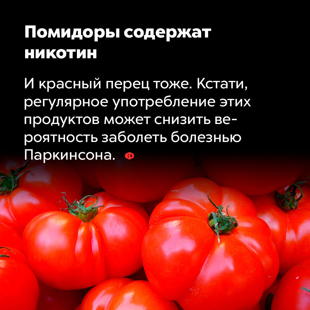 Интересные факты о томате для детей. интересные и малоизвестные факты о помидорах