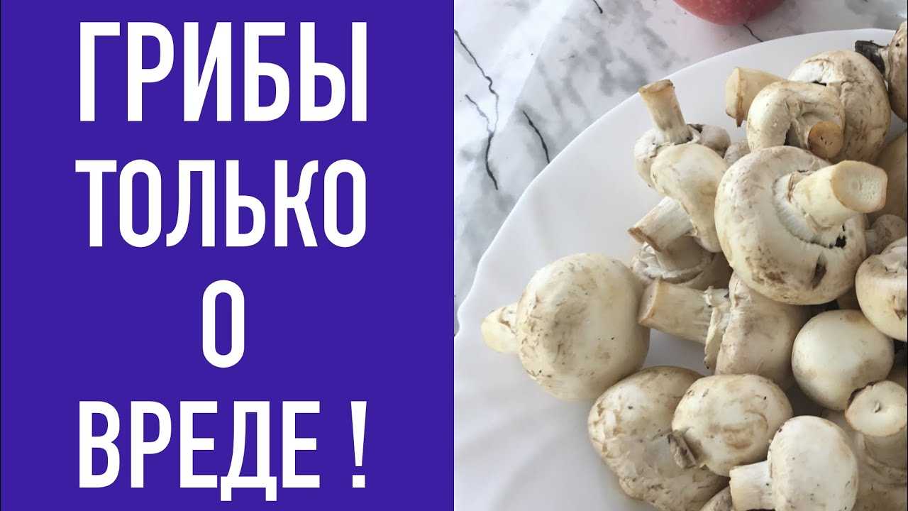 Грибы шампиньоны – польза и вред, можно ли есть сырыми?
