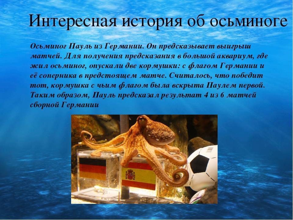 Самые интересные факты о моллюсках