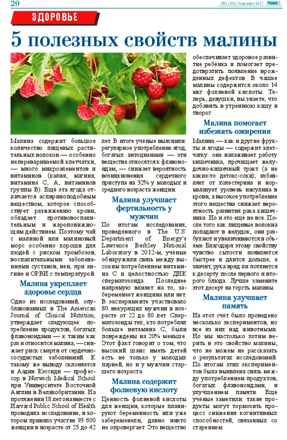 Логанберри (ежемалина) что за ягода польза и вред для организма человека