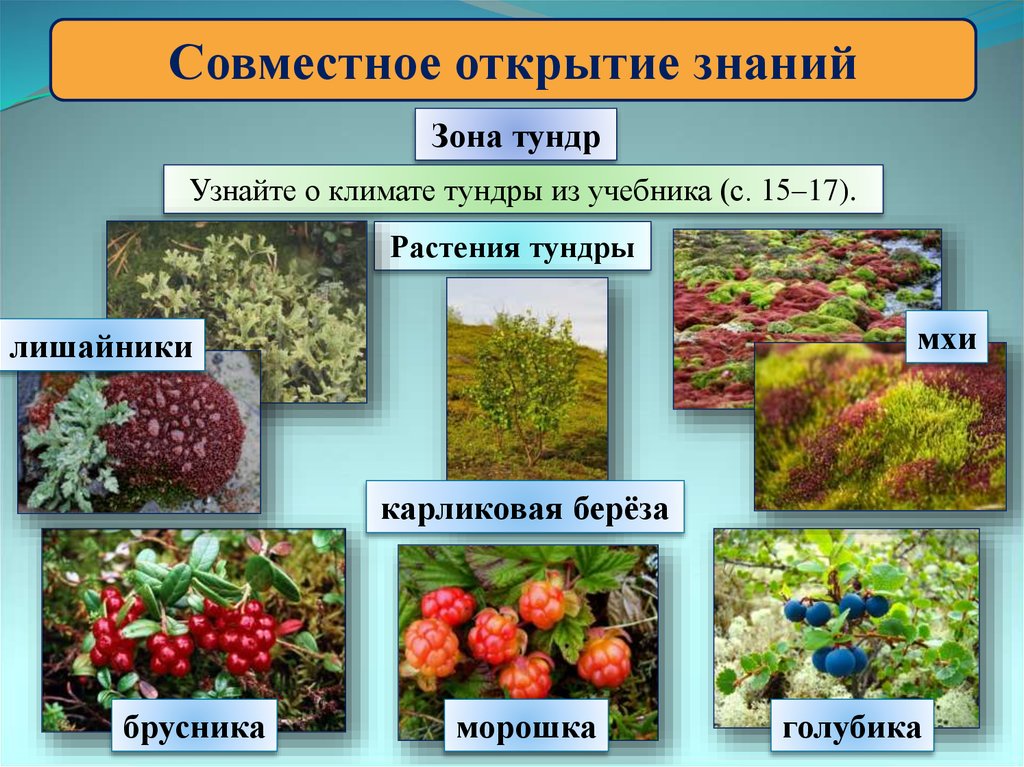 Что из себя представляет драконий фрукт (питахайя) и как его правильно есть?