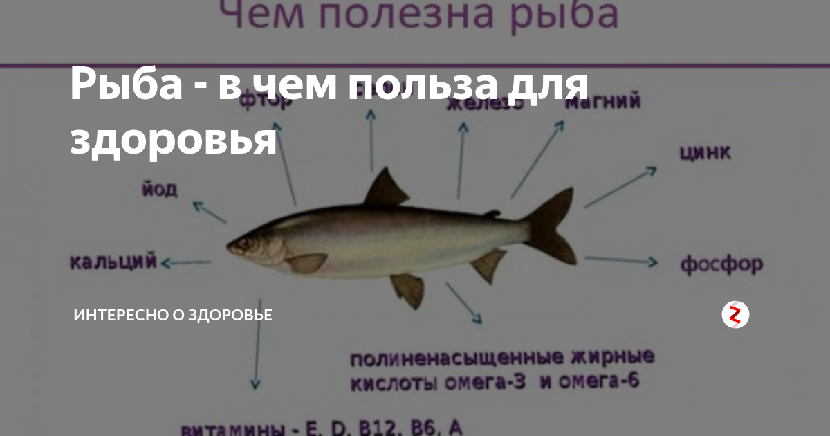 Полезна ли семга: свойства, вещества, сколько можно, рецепты