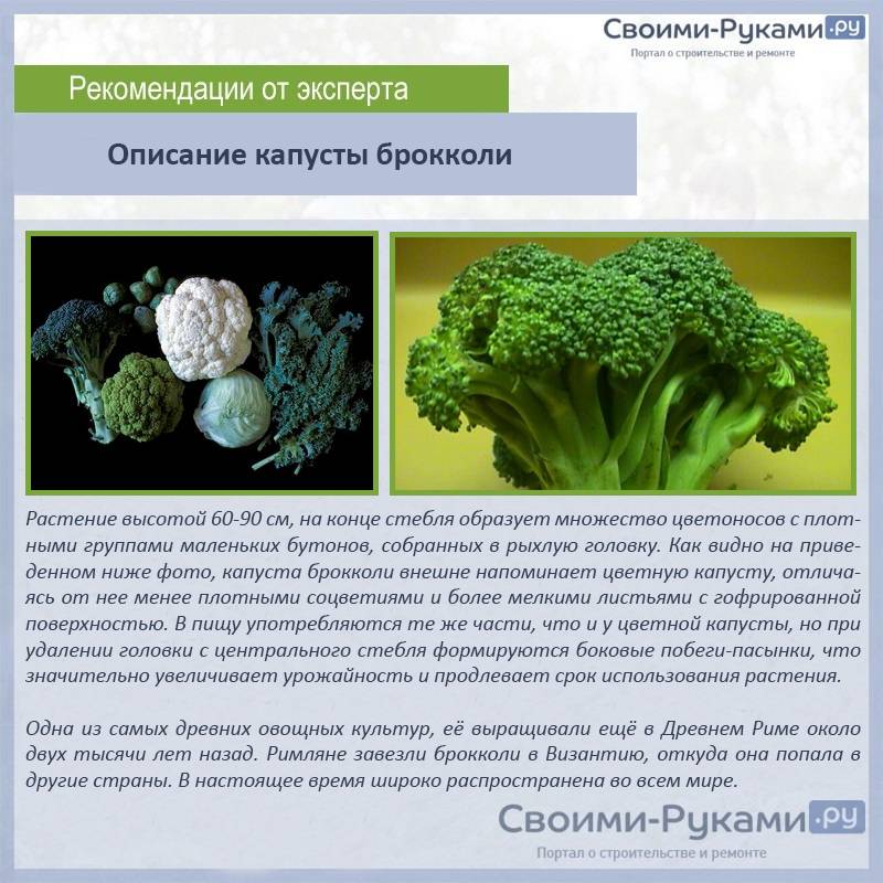 Брокколи