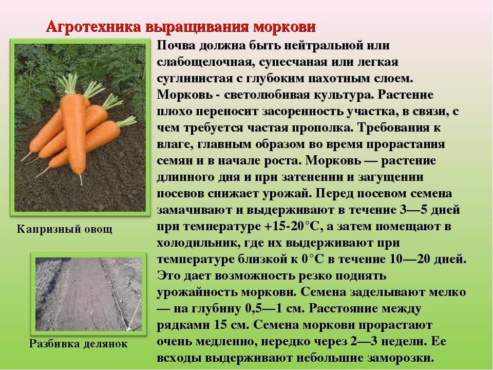 Почему не стоит переплачивать за беби морковь и лучше покупать обыкновенную
