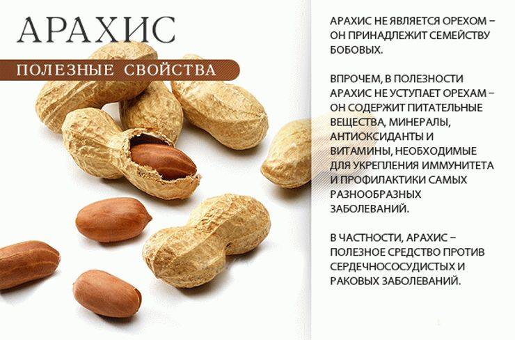 Арахис: польза и вред, противопоказания, лечебные свойства