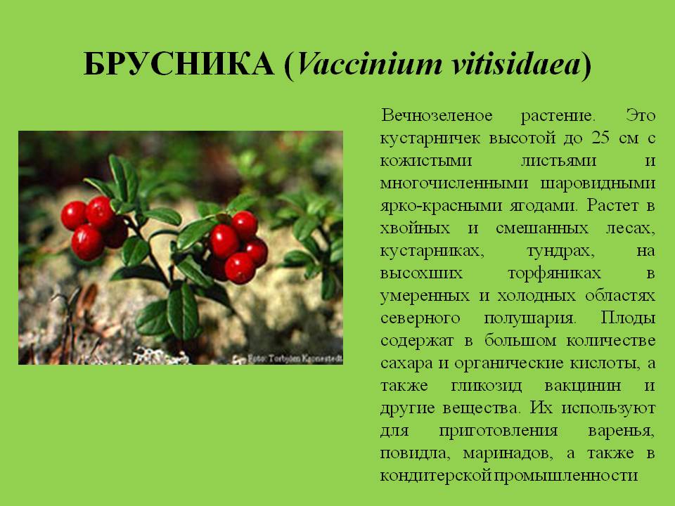 Что привезти из карелии?