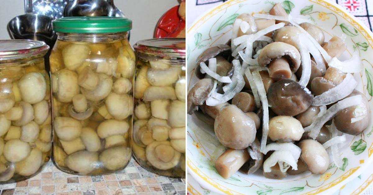 Маринованные шампиньоны: рецепты приготовления в домашних условиях на зиму