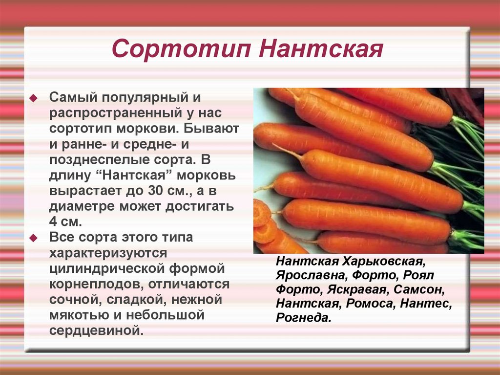 Подробный обзор хороших семян моркови: от срока годности до отличительных особенностей