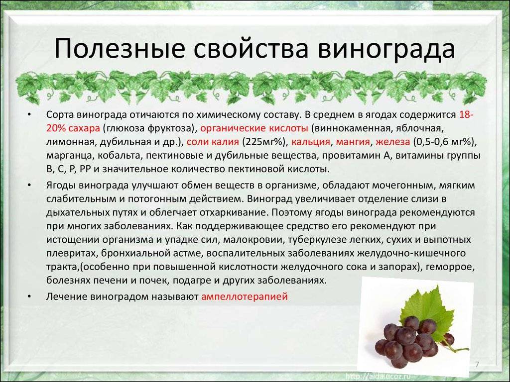 Виноград: польза и вред для организма
