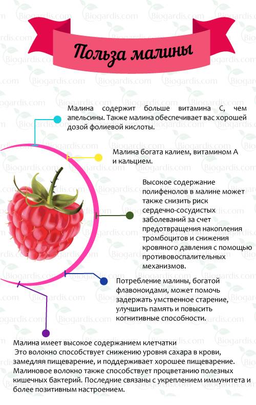 Малина: польза и вред для здоровья организма