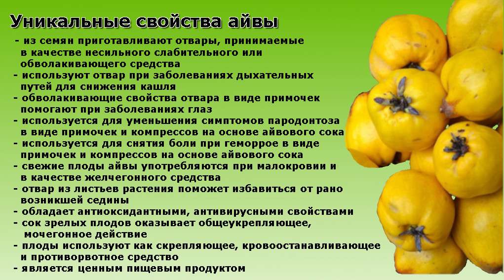 Айва: полезные свойства и противопоказания для женщин и мужчин