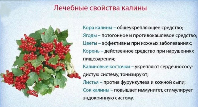 Ягода калина польза и вред. калина - одна из самых полезных ягод в природе? | школа красоты