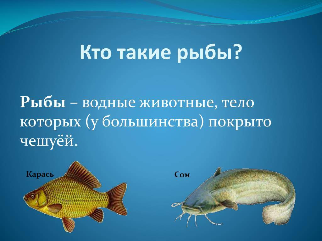 Увлекательные хобби для рыбаков: мое личное руководство