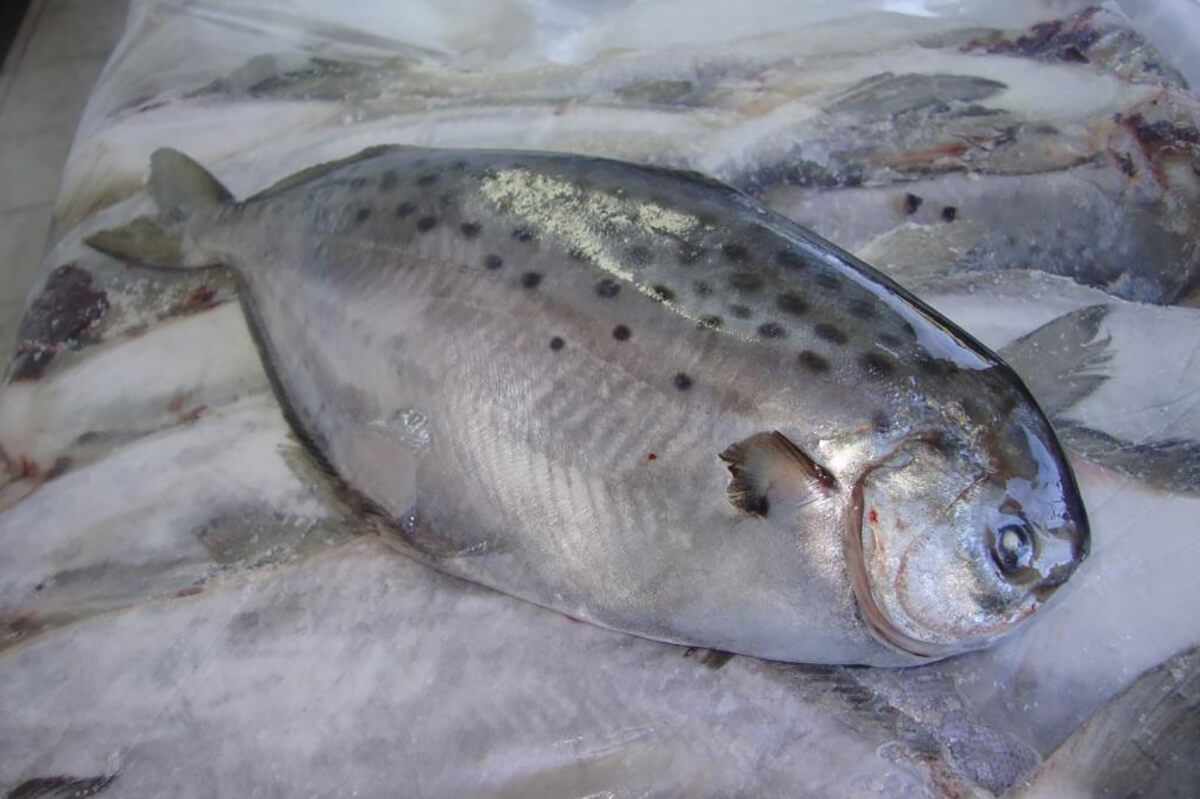 Что такое масляная 🐟рыба, польза и вред, исследования свойств