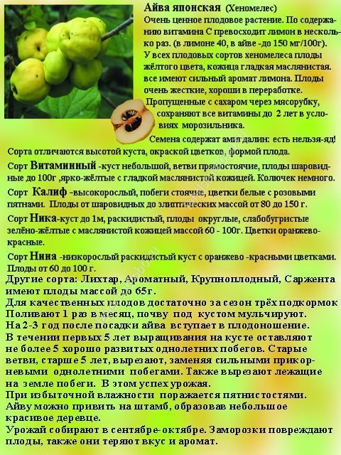 Чем полезна айва для женщин мужчин и детей кому принесет пользу Айва японская польза и вред для человека как избежать неблагоприятного влияния на организм