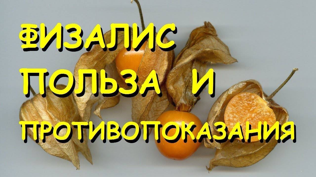 Физалис – вкусная ягода из «китайского фонарика». виды, сорта, выращивание. ягодный, овощной. фото — ботаничка