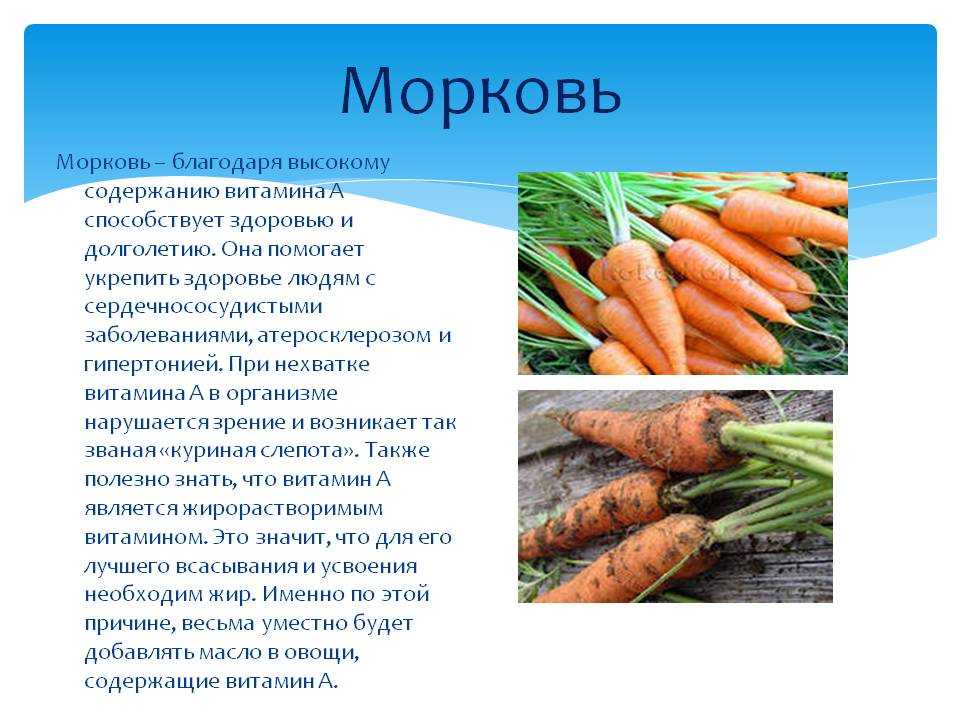 Доклад про морковь - описание, польза и вред культурного растения
