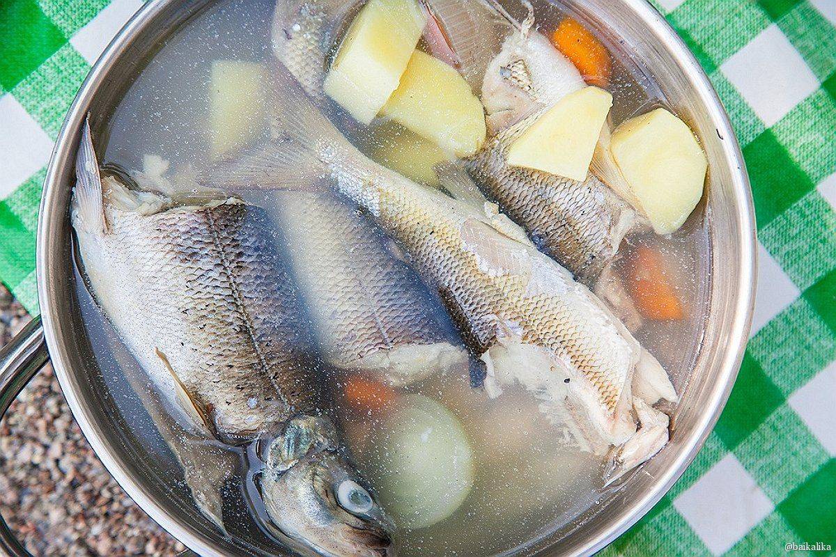Уха из речной рыбы в домашних условиях: простые и вкусные рецепты