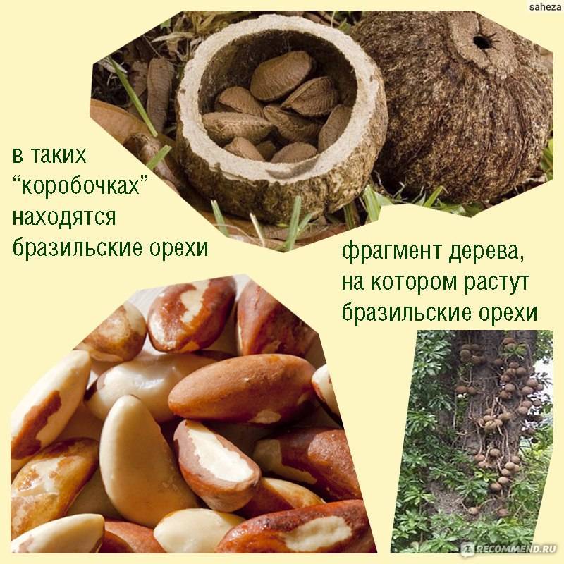 Бразильский орех: почему вред часто больше пользы?