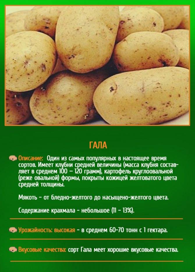 Какой картофель посадить на участке: 25 самых вкусных сортов с фото и описанием