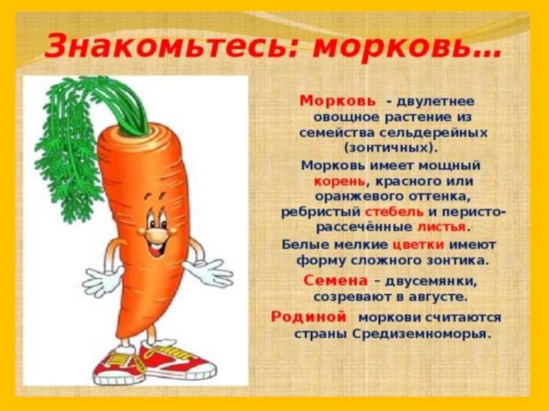 Чем полезна морковь: 10 простых рецептов и интересных фактов о корнеплоде